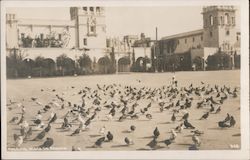 Pigeons, Plaza de Panama, Balboa Park Postcard