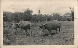 Two Long Horn Cows Postcard