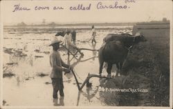 Plowing in the Rice Fields Philippines Southeast Asia Postcard Postcard Postcard