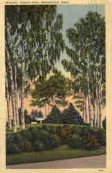 Birches, Forest Park Postcard