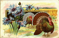 Thanksgiving Greetings Postcard