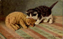 Kittens Postcard