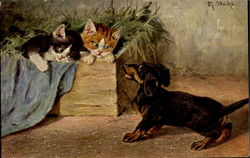 Kittens and Dachshund Postcard