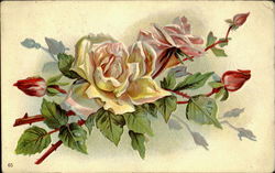 White Rose Flowers Postcard Postcard