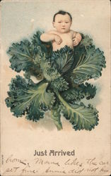 A baby poking out of a head of cabbage - Just arrived Babies Postcard Postcard Postcard