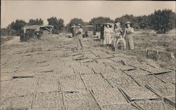 Drying Fruit Postcard