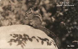 Squirrel Sitting on Rock- NUTS about California Postcard Postcard Postcard