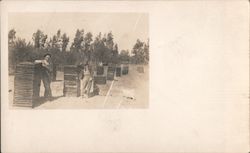 Men Leaning on Stacks of Fruit Drying or Shipping Racks Postcard