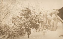 Snow Covered Trees Auburn, CA Postcard Postcard Postcard