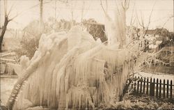 Frozen Trees Auburn, CA Postcard Postcard Postcard