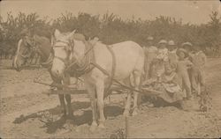 Plowing the Field Postcard