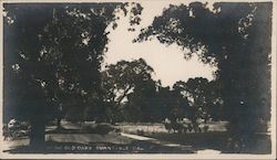 Among Old Oaks Sunnyvale, CA Postcard Postcard Postcard