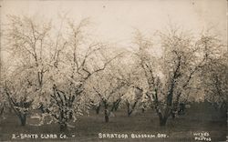 Blossom Day, Orchard Saratoga, CA Postcard Postcard Postcard