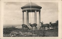 Villa Montalvo, Deer Grazing in Front of Gazebo Postcard