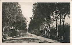 Tree Lined Street Postcard