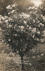 Tree Rose in Bloom Mountain View, CA Postcard Postcard Postcard