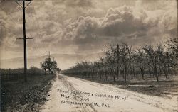 Prune Blossoms & show on Mtns. Mountain View, CA Postcard Postcard Postcard