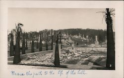 Palm Lined Road up the Hill after Fire, 1923 Berkeley, CA Postcard Postcard Postcard