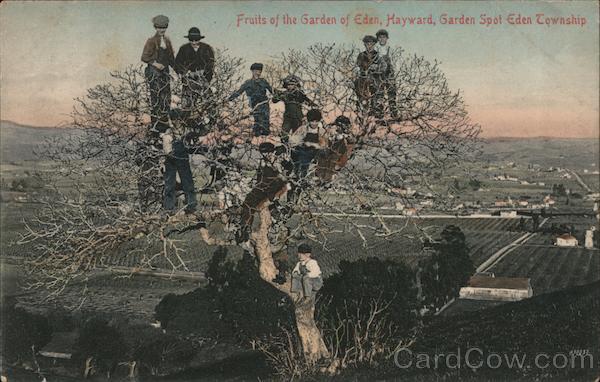 Fruits of the Garden of Eden Hayward, CA Postcard