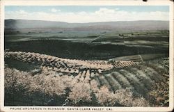 Prune Orchards in Blossom Saratoga, CA Postcard Postcard Postcard