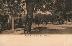 Forest Avenue Palo Alto, CA Postcard Postcard Postcard