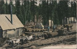 Logging Scene Near Auburn California Postcard Postcard Postcard