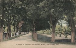 Avenue in Grounds of Senator Clark Postcard