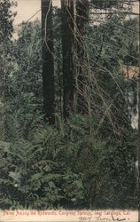 Ferns Among the Redwoods, Congress Springs Saratoga, CA Postcard Postcard Postcard