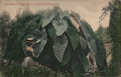 Calladium or Elephant Ears, Santa Clara Garden Postcard