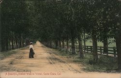 A Beautiful Shaded Walk in Winter Santa Clara, CA Postcard Postcard Postcard