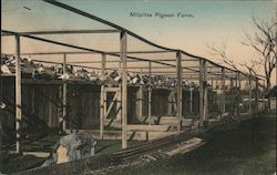 Milpitas Pigeon Farm California Postcard Postcard Postcard