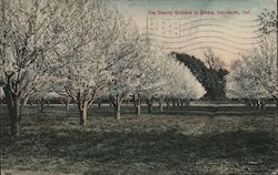 The Cherry Orchard in Bloom Hayward, CA Postcard Postcard Postcard