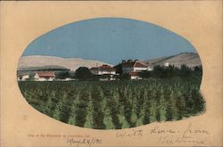 One of the Vineyards Postcard