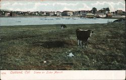 Scene on Lake Merritt Oakland, CA Postcard Postcard Postcard