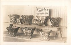 Flower Pots by Jos. Geiger Postcard