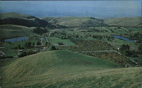 Ed Levin Park Milpitas, CA Postcard