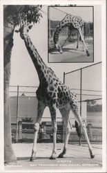 Giraffe - Zoological Gardens San Francisco, CA Postcard Postcard Postcard