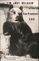 I'm Just Relaxin' At The San Francisco Zoo Grizzly Bear Postcard