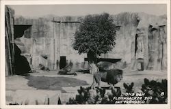 Lions Den, Fleishhacker Zoo San Francisco, CA Postcard Postcard Postcard