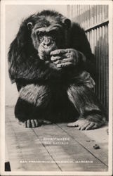 Chimpanzee Pan Satyrus San Francisco Zoological Gardens Postcard