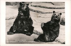 Grizzly Bears- San Francisco Zoological Gardens California Postcard Postcard Postcard