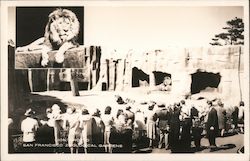 Lion Crowd Postcard