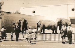 Elephants at Zoological Gardens San Francisco, CA Postcard Postcard Postcard