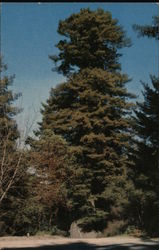 Methuselah Tree Postcard