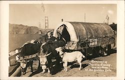 Arrival of Orville Erving and his Oxen at the Golden Gate Postcard