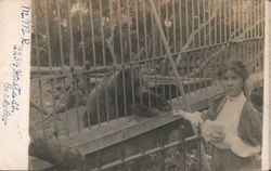 A Woman Feeding a Bear San Francisco, CA Postcard Postcard Postcard