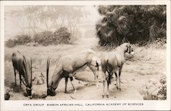 Oryx Group. Simpson African Hall. California Academy of Sciences. Postcard