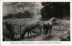 Oryx Group, Simson African Hall, California of Sciences Postcard