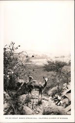 Dik Dik Group, Simson African Hall, California Academy of Sciences Postcard