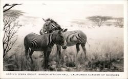 Grevy's Zebra Group - Simson African Hall, California Academy of Sciences San Francisco, CA Postcard Postcard Postcard